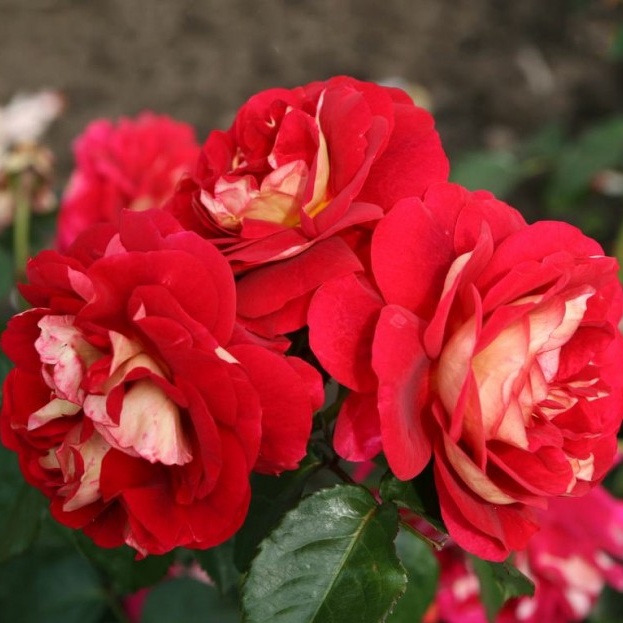 Mnohokvěté růže - Růže Kordes 'Die Sehenswerte' 2L kontejner