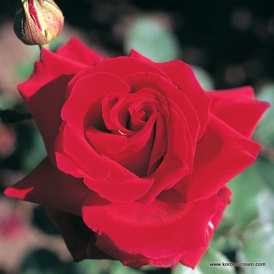 Velkokvěté růže - Růže Kordes 'Duftzauber 84' 5,5l kontejner