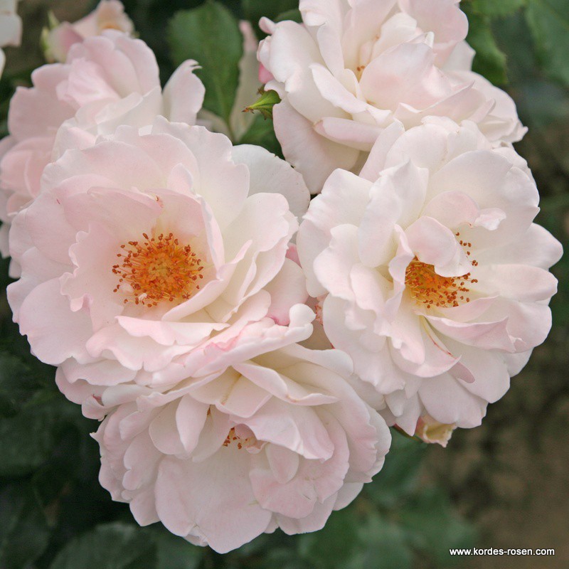 Mnohokvěté růže - Růže Kordes 'Eisprinzessin' 2L kontejner