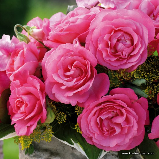 Velkokvěté růže - Růže Kordes 'Eliza' 5,5L kontejner