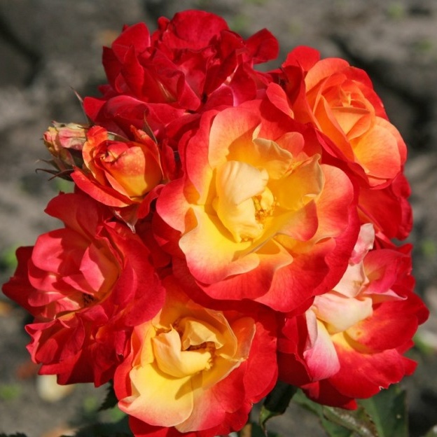 Mnohokvěté růže - Růže Kordes Firebird květináč 2 litry