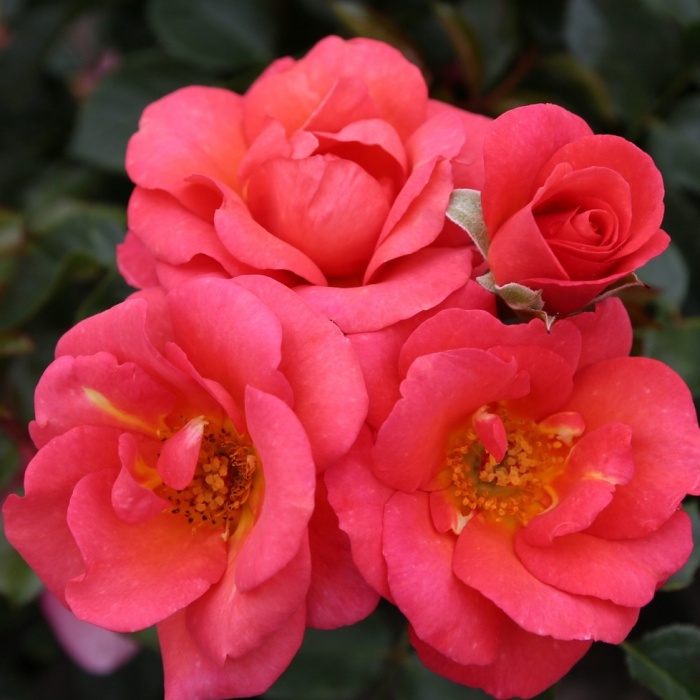 Rostliny - Růže Kordes 'Flamingo' 2 litry