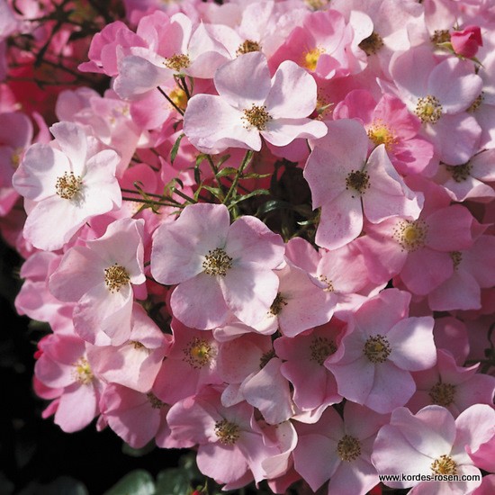 Mnohokvěté růže - Růže Kordes 'Fortuna' 2L kontejner