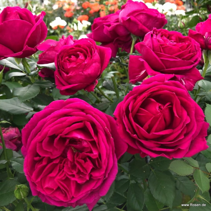 Mnohokvěté růže - Růže Kordes Für Elise květináč 2 litry