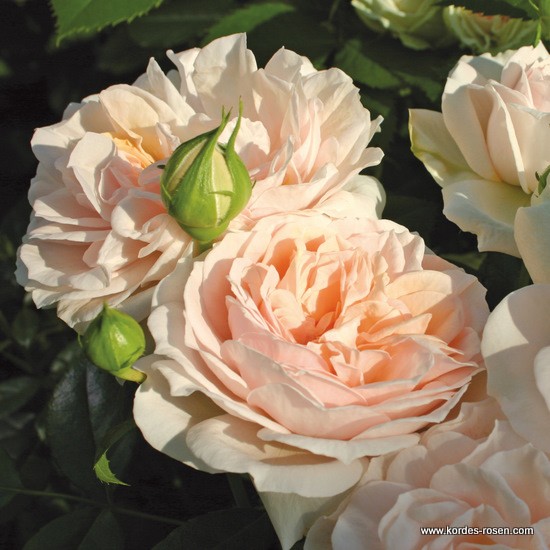 Stromkové růže - Růže Kordes Garden of Roses kmínek 80cm, květináč 7,5 litru