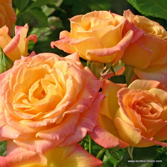 Mnohokvěté růže - Růže Kordes 'Gartenspass' 2L kontejner