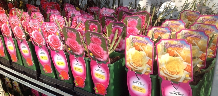 Růže Kordes 'Gartenspass' 2L kontejner-0