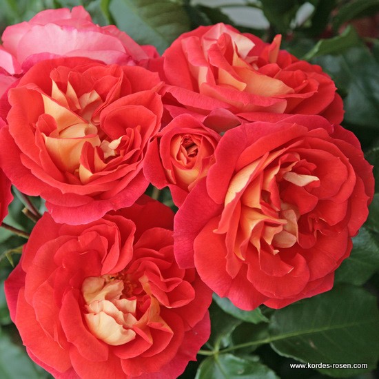 Mnohokvěté růže - Růže Kordes 'Gebrüder Grimm' 5,5L kontejner