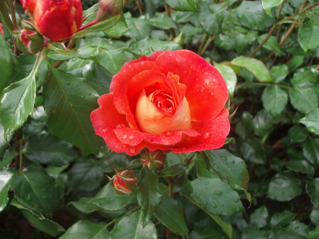 Růže Kordes Gebrüder Grimm květináč 2 litry-0