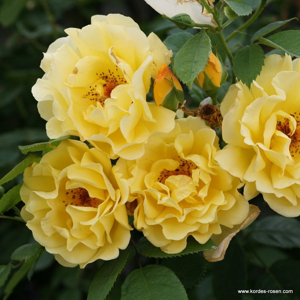 Růže Kordes 'Golden Gate' 12 litrů-0
