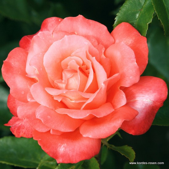 Velkokvěté růže - Růže Kordes 'Hamburger Deern' 2L kontejner