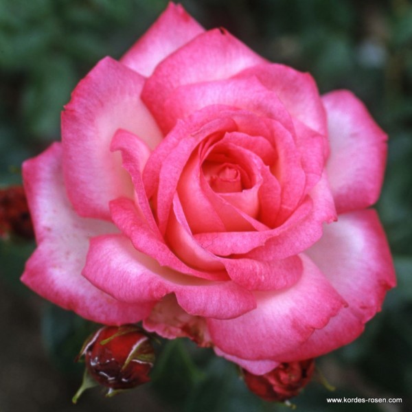 Pnoucí růže - Růže Kordes 'Harlekin' 2 litry