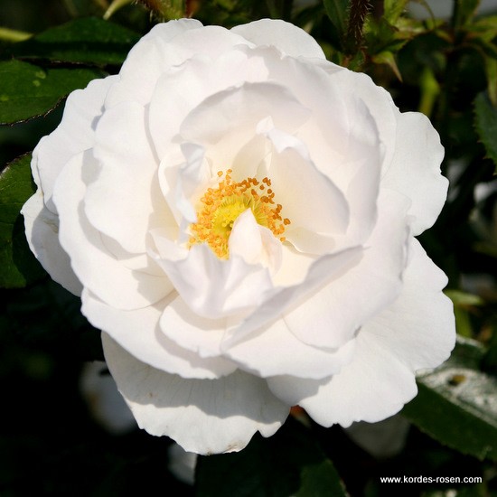 Pnoucí růže - Růže Kordes Hella květináč 2 litry