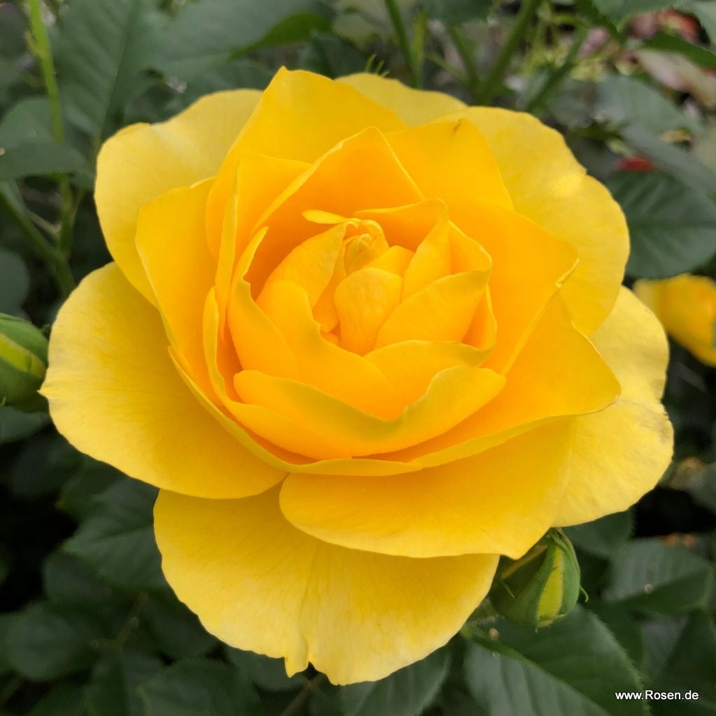 Mnohokvěté růže - Růže Kordes Here Comes The Sun květináč 2 litry