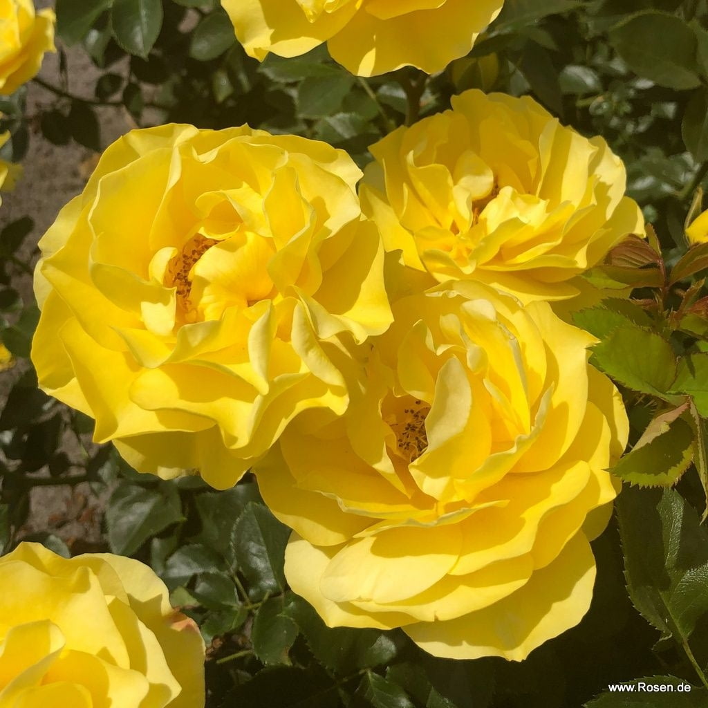 Růže Kordes Here Comes The Sun květináč 2 litry-0