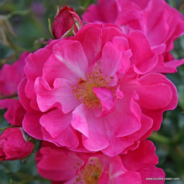 Rostliny - Růže Kordes 'Hotline' kmínek 80cm, 7,5 litru