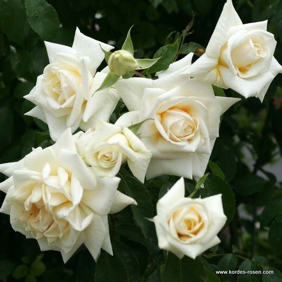 Pnoucí růže - Růže Kordes 'Ilse Krohn Superior' 2l kontejner