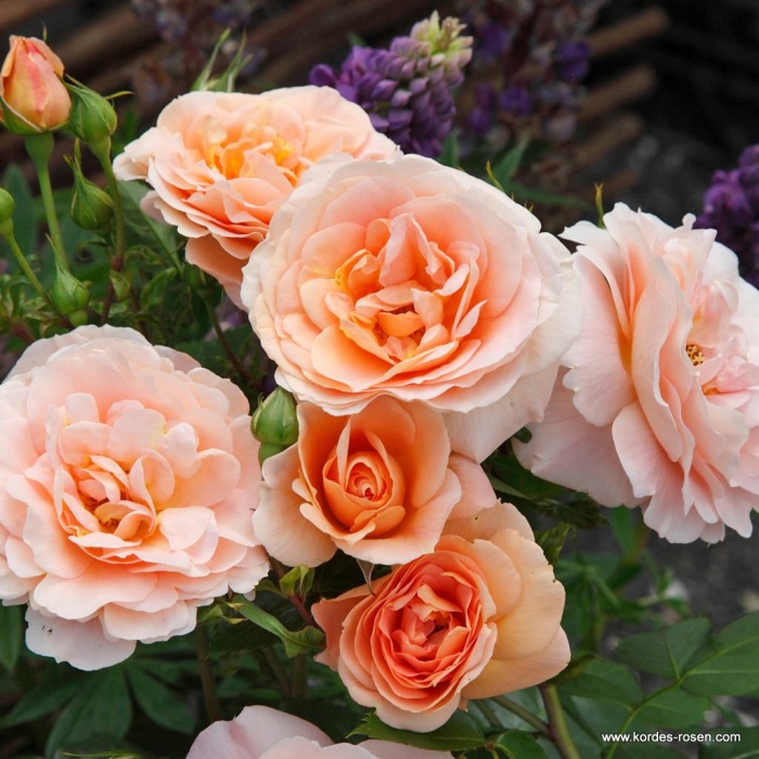 Rostliny - Růže Kordes 'Impala' 2 litry