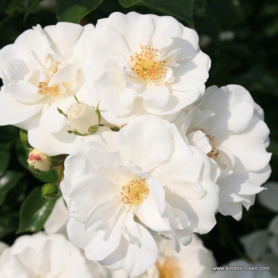 Půdopokryvné rostliny - Růže Kordes Innocencia květináč 2 litry