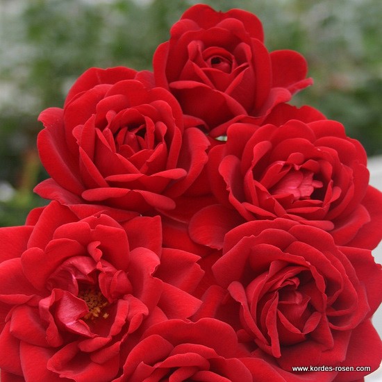 Mnohokvěté růže - Růže Kordes 'Jugendliebe' 2l kontejner