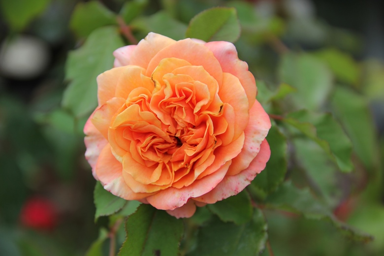 Růže Kordes 'La Villa Cotta' 2L kontejner-0