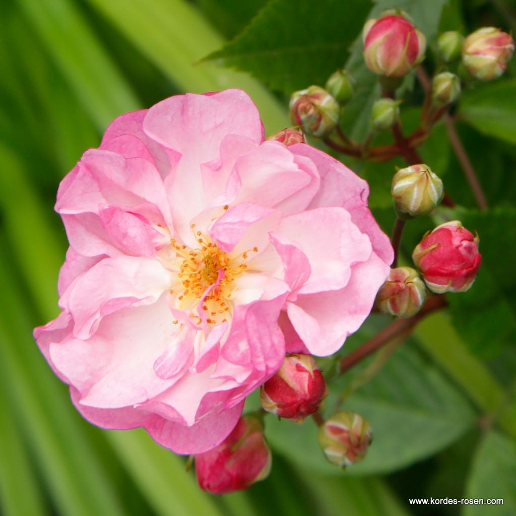 Rostliny - Růže Kordes 'Lavender Siluetta' 5 litrů