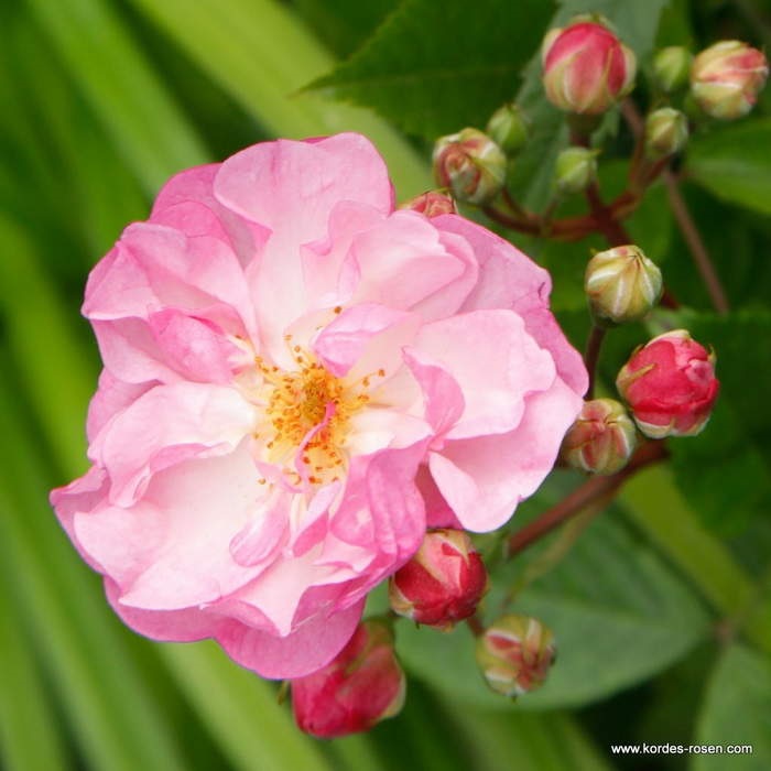 Rostliny - Růže Kordes Lavender Siluetta květináč 2 litry