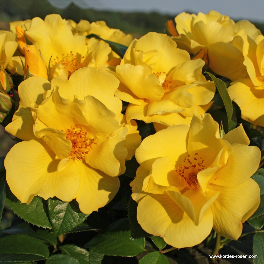 Mnohokvěté růže - Růže Kordes Lemon Fizz 2 litry