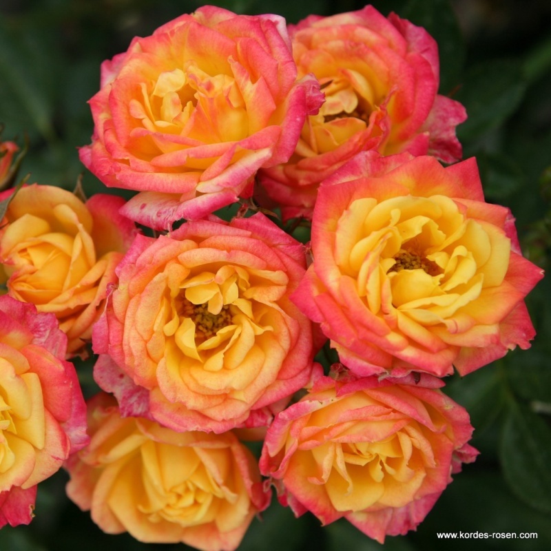 Růže Kordes Little Sunset květináč 2 litry-0