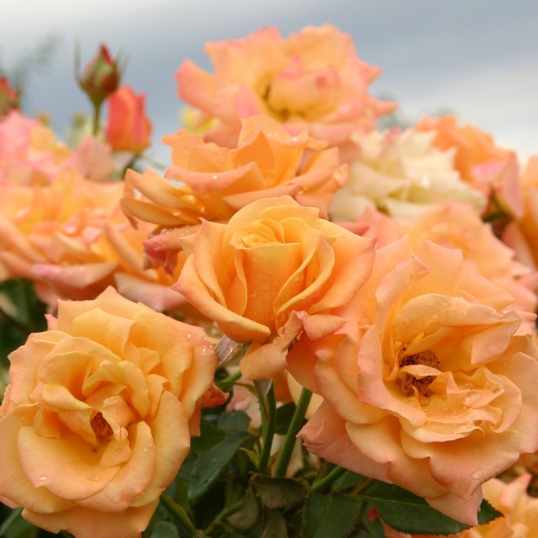 Mnohokvěté růže - Růže Kordes 'Lusatia' 2L kontejner