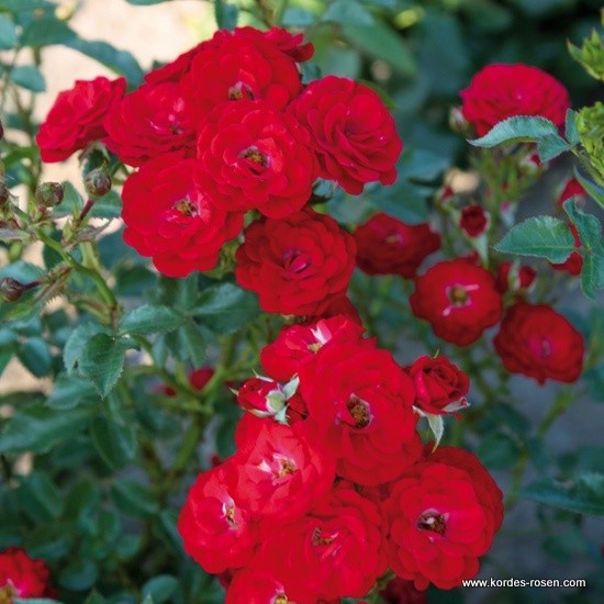 Miniaturní růže - Růže Kordes 'Mandy' 2 litry