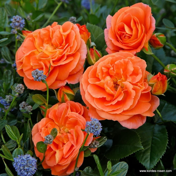 Rostliny - Růže Kordes 'Mango' 9 litrů