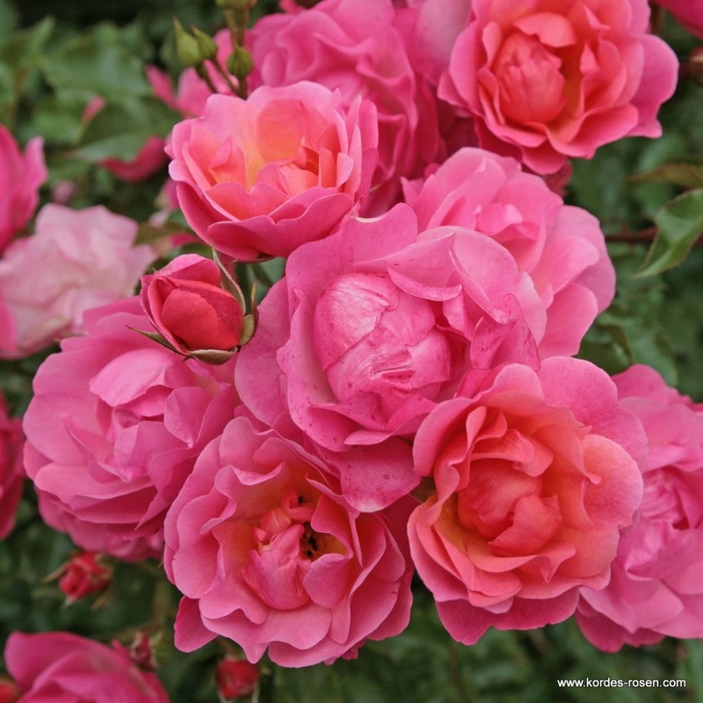 Růže Kordes 'Maxi Vita' 2 litry-0