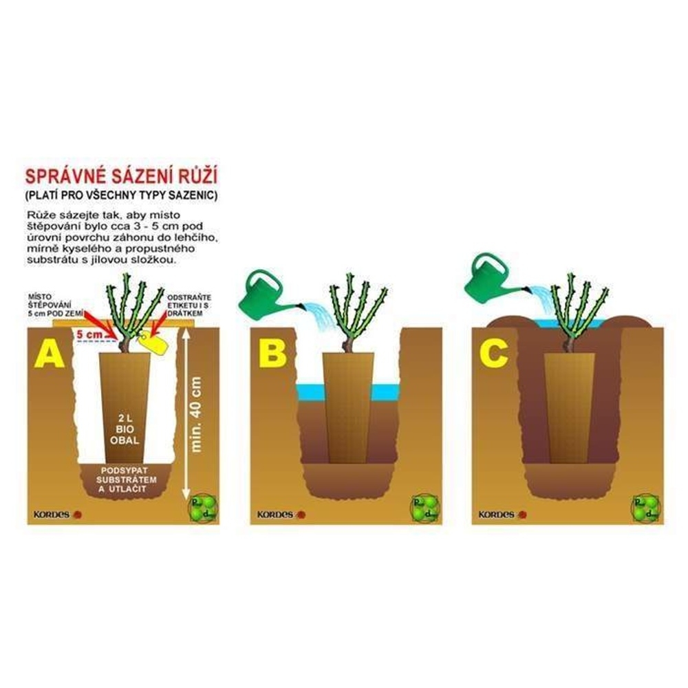 Růže Kordes 'Maxi Vita' 2 litry-2