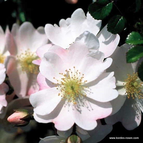 Rostliny - Růže Kordes 'Medeo' 2 litry