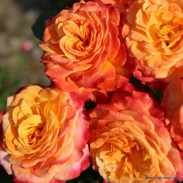 Růže Kordes Meteor květináč 2 litry-1