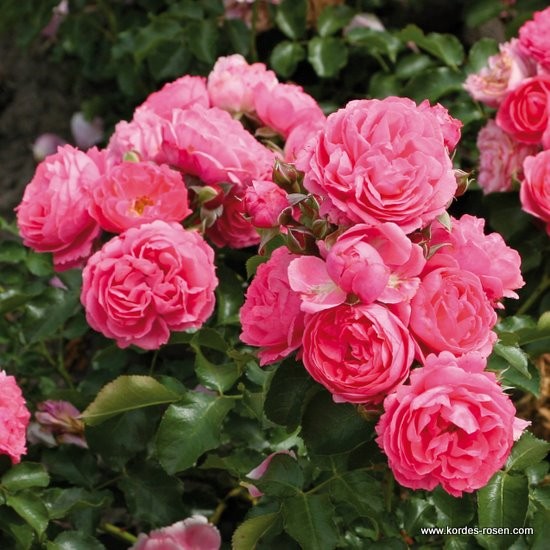 Mnohokvěté růže - Růže Kordes 'Moin Moin' 5 litrů