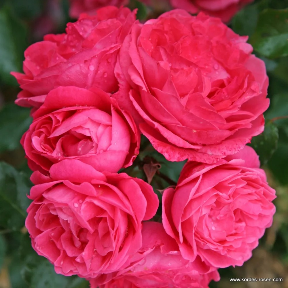 Mnohokvěté růže - Růže Kordes Moin Moin květináč 2 litry