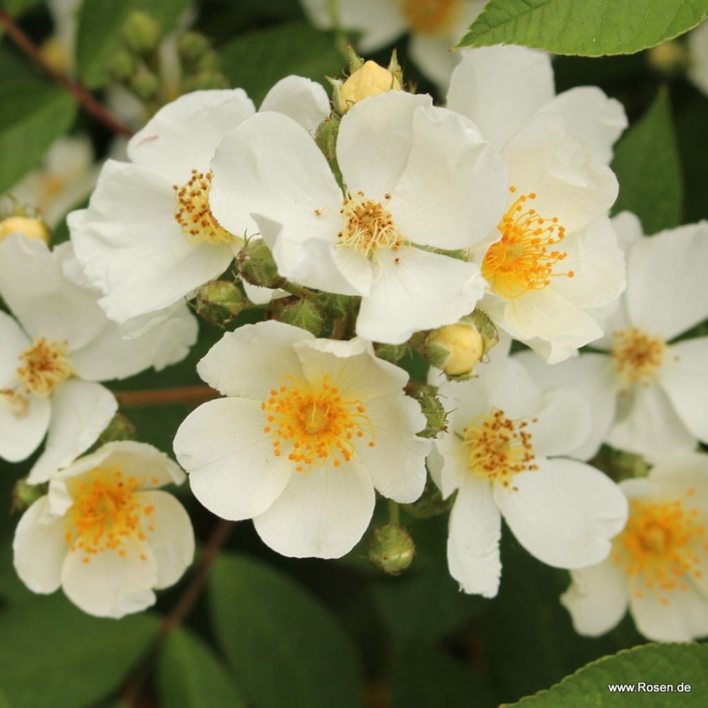 Rostliny - Růže Kordes 'Natura Siluetta' 2 litry
