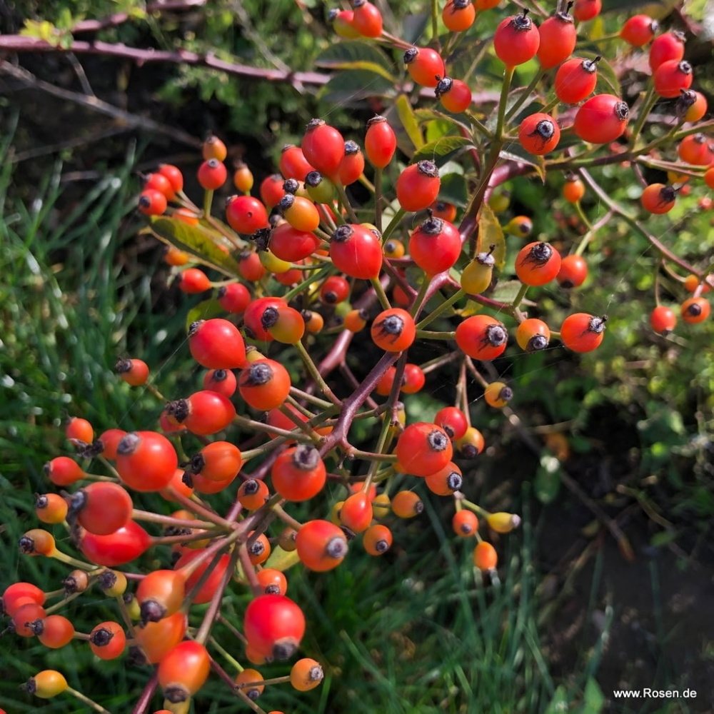 Růže Kordes 'Natura Siluetta' 2 litry-0