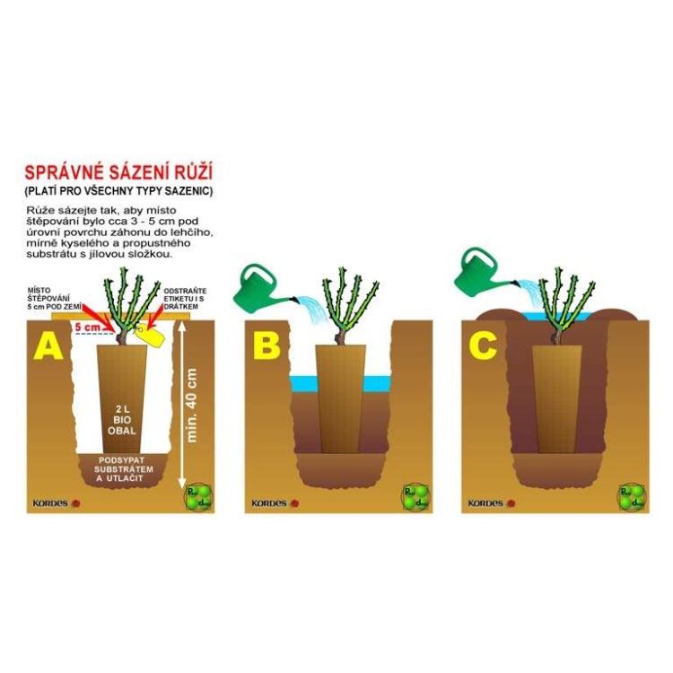 Růže Kordes Nautica květináč 2 litry-0