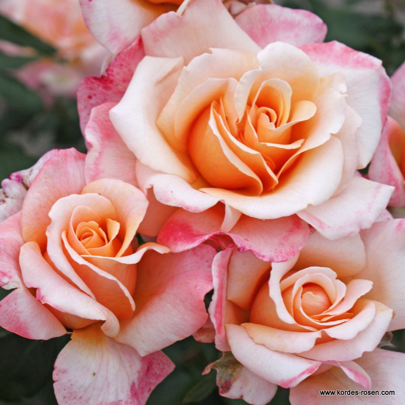 Velkokvěté růže - Růže Kordes 'Oh Happy Day' 5,5L kontejner