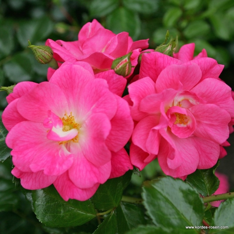 Rostliny - Růže Kordes 'Palmengarten Frankfurt' 2 litry