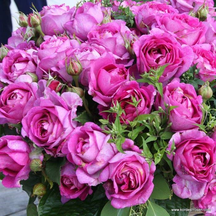 Růže Kordes Parfuma Carmen Würth 5 litrů-0