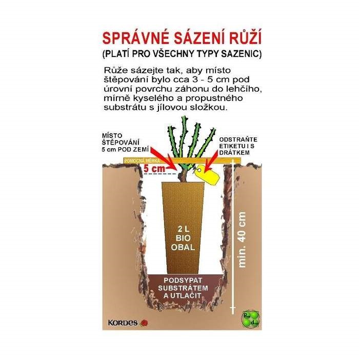 Růže Kordes Parfuma Carmen Würth 5 litrů-1