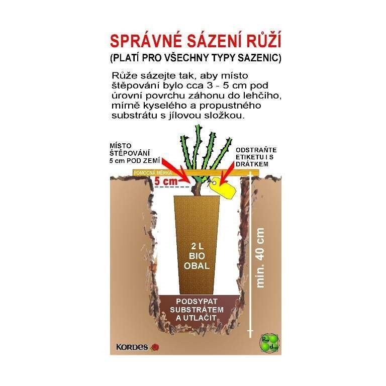 Růže Kordes Parfuma Carmen Würth květináč 2 litry-0