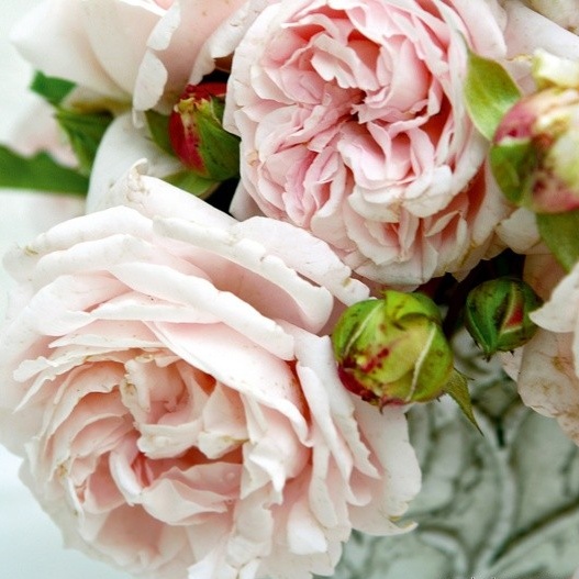 Mnohokvěté růže - Růže Kordes Parfuma Constanze Mozart květináč 2 litry