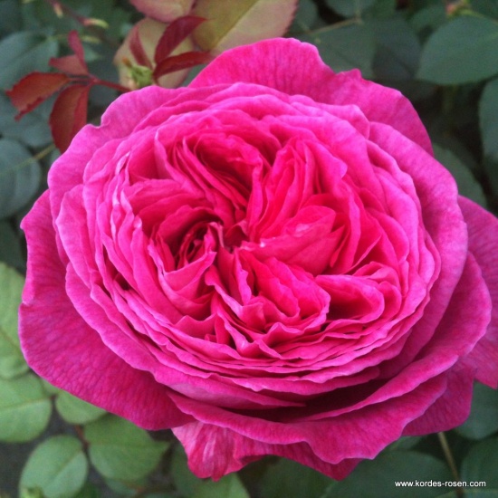 Mnohokvěté růže - Růže Kordes Parfuma Freifrau Caroline květináč 2 litry