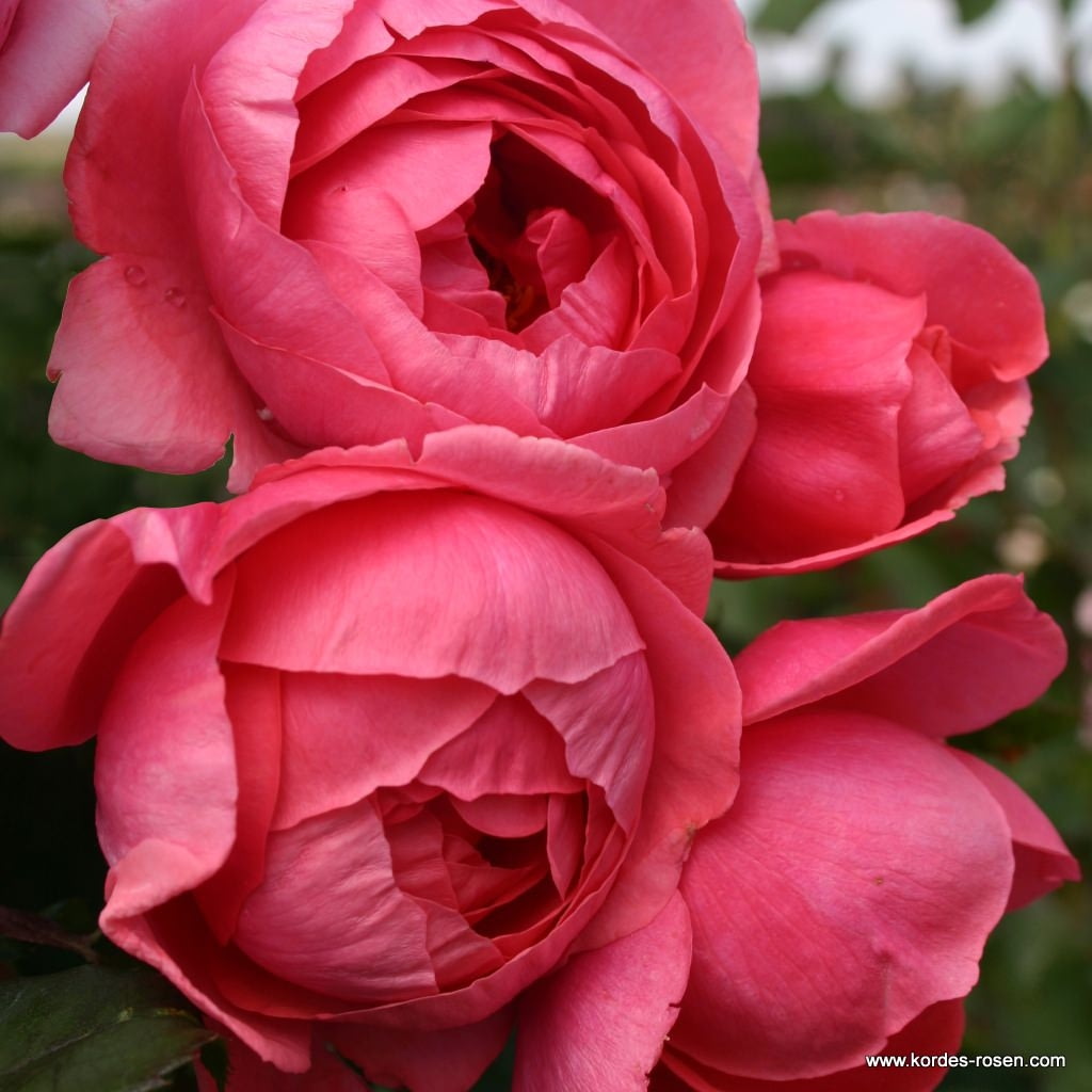 Parfuma růže - Růže Kordes Parfuma 'Gartenprinzessin Marie-José' kmínek 90cm, 5 litrů
