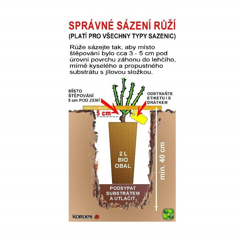 Růže Kordes Parfuma 'Gartenprinzessin Marie-José' kmínek 90cm, 5 litrů-2